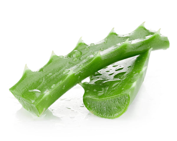 Aloe Vera for Hemorrhoids - Does Aloe Vera Really Work for Hemorrhoid Pain?